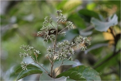 Vernonia shevaroyensis